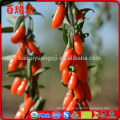 Goji berry 2016 crop with BRC ISO22000 ISO9000 Kosher